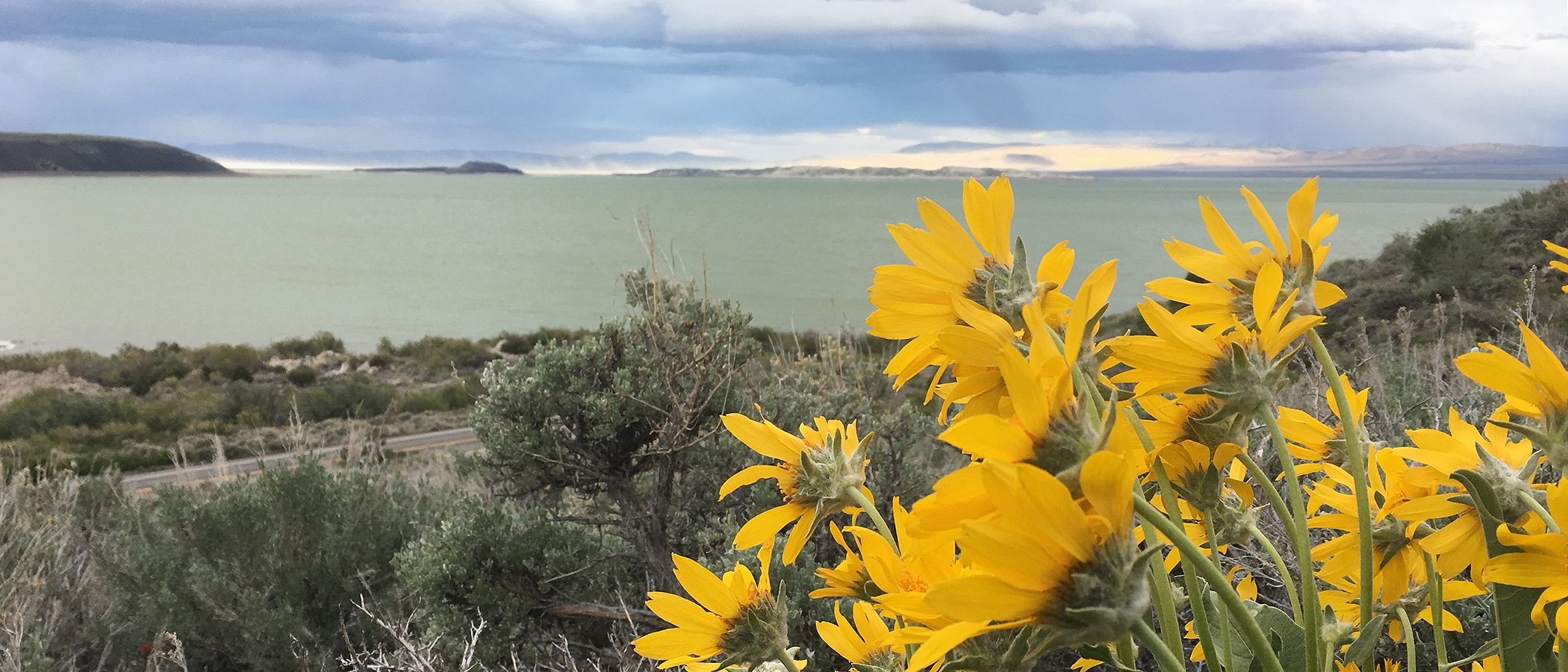 A close up of yellow wildflowers overlooking the teal waters of Mono Lake on a cloudy day.