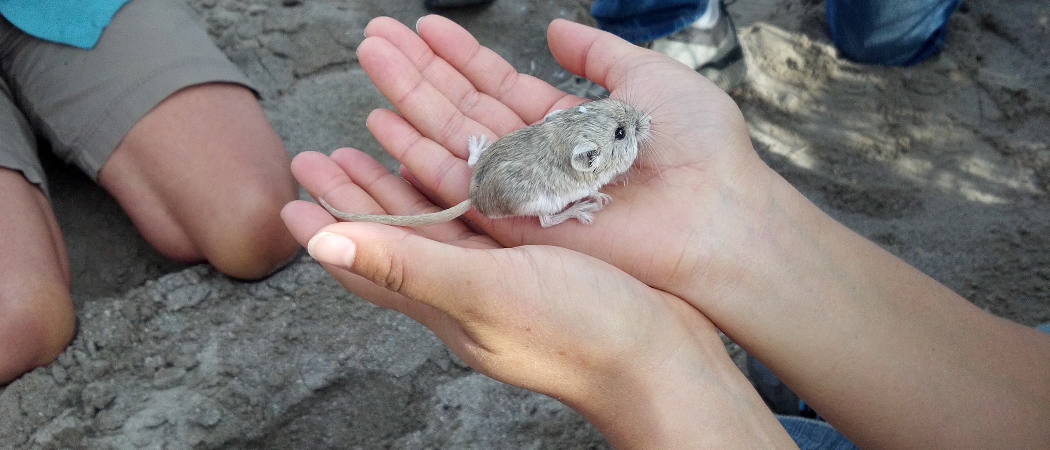 Two hands hold a small mammal.