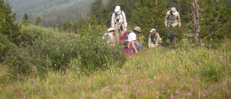 A group of people kneel in a meadow filled with plants and flowers.