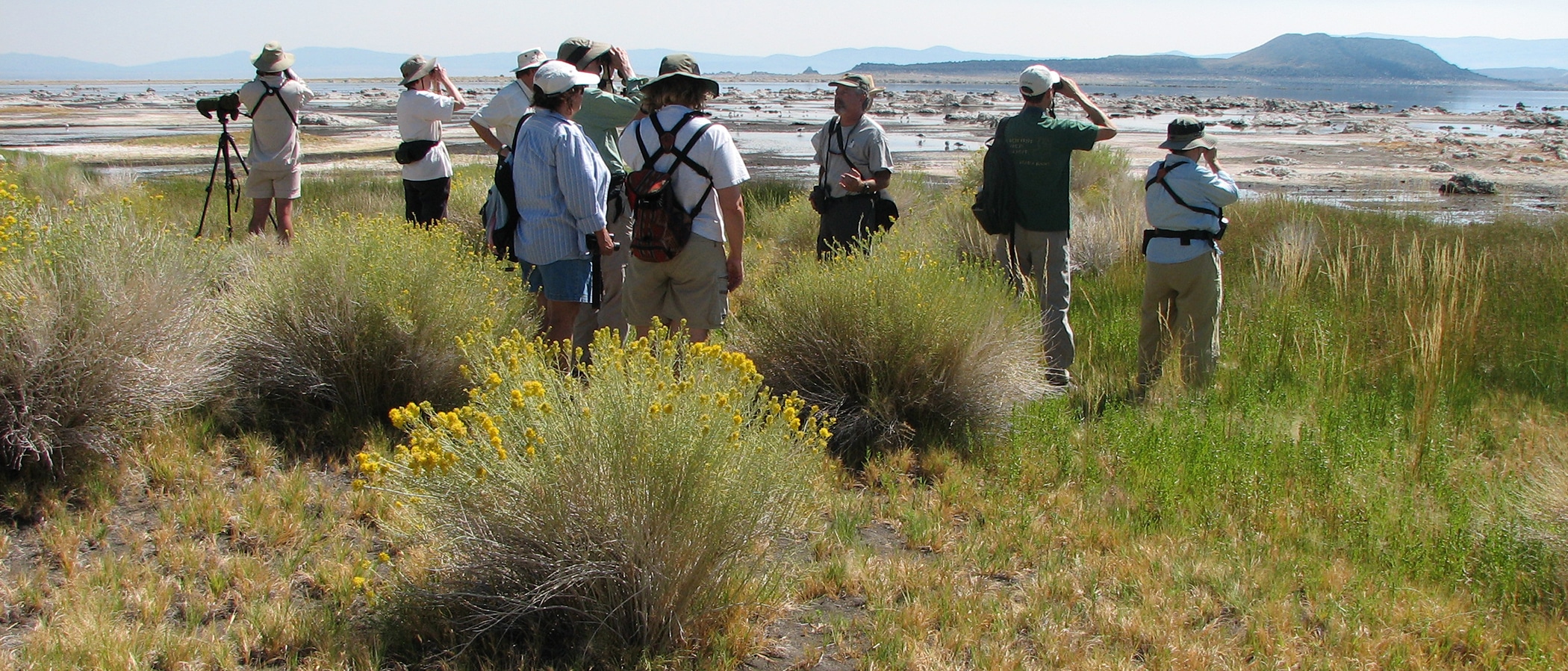 A group of several birders stand in the shrubbery along mono shore. Some look through binoculars towards the water.