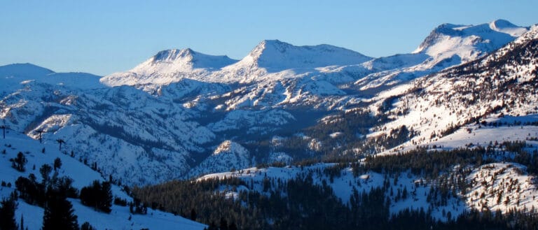 Snowy mountain peaks dotted with conifers under a clear blue sky.