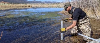 A biologist installs staff gauge in a marshy pond.