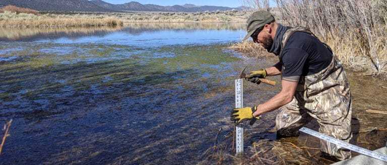 A biologist installs staff gauge in a marshy pond.