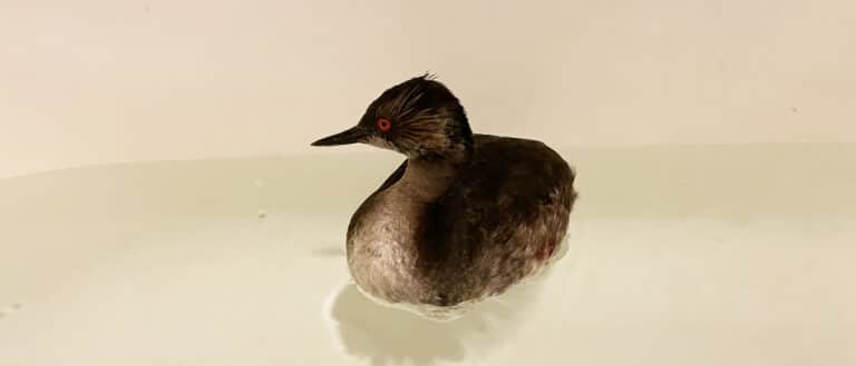 A dark brown bird with a lighter underbelly, red eyes and a black beak sits in a bathtub.