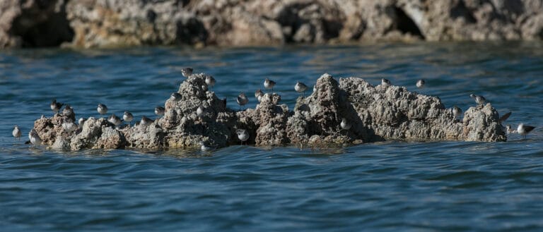 Phalaropes perch on a low tufa surrounded by water.