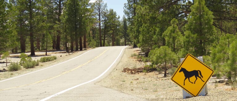 A paved road lined by pine trees, a yellow sign warning of horses is on the right.