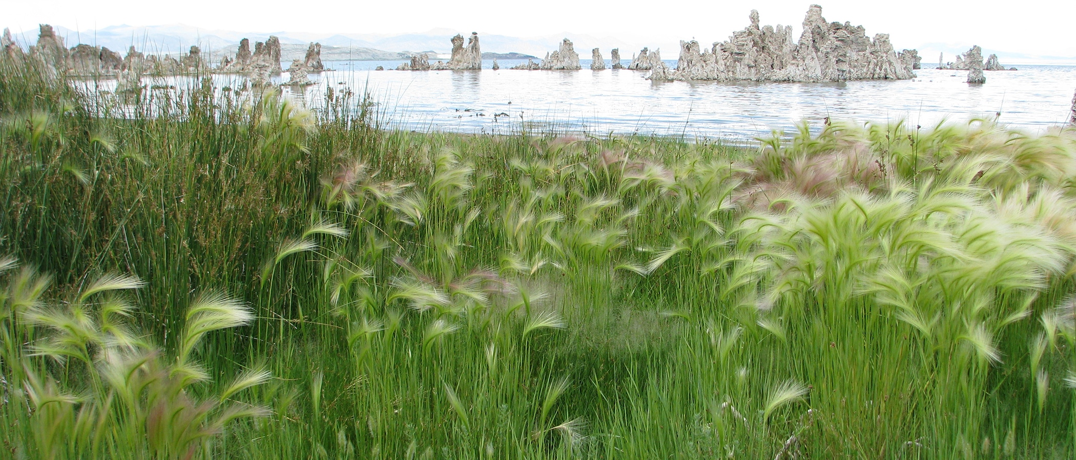 Green grass with fluffy seed heads lines the shore of a lake, tufa formations are in the water offshore.