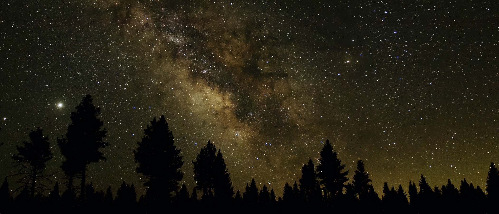 The milky way visible in a night sky, pine trees are silhouetted in the foreground.