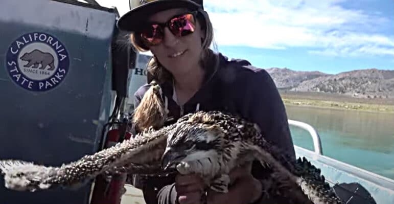 State Parks biologist holding an osprey on a boat in Mono Lake.