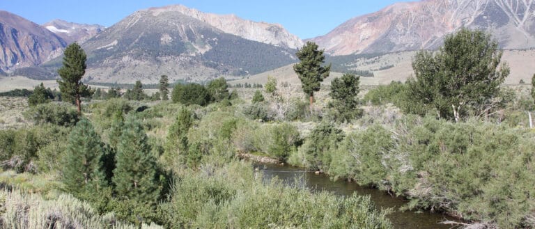 A stream flows through willows with scattered cottonwoods and pine trees with the mountains in the background under a clear blue sky.