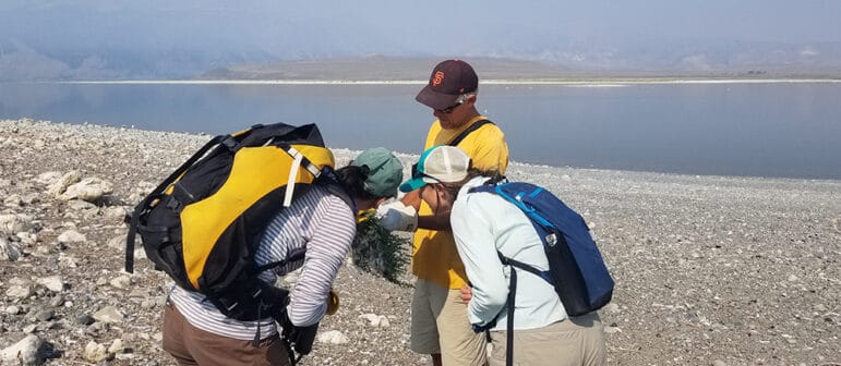 Mono Lake Committee staff examining a pulled invasive weed near the shore of Mono Lake in a hazy scene.