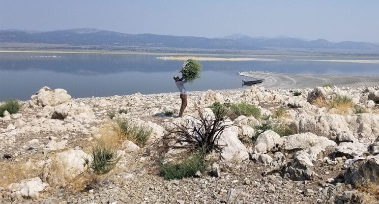 Mono Lake Committee staffer holding up a large invasive weed in a rocky landscape, a boat is pulled up on a beach on the shore and smoke obscures the distant mountains.