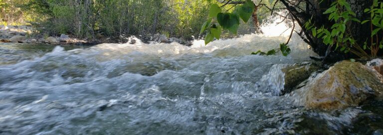 A stream rushing past green willows on the banks.