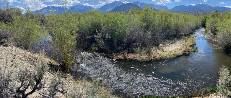 Rush Creek flowing through a green willow lined channel with mountains in the background.