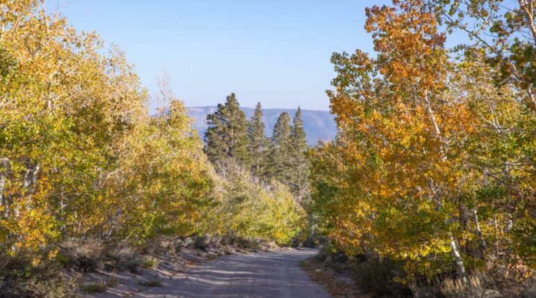 Aspen starting to turn color along a dirt road.