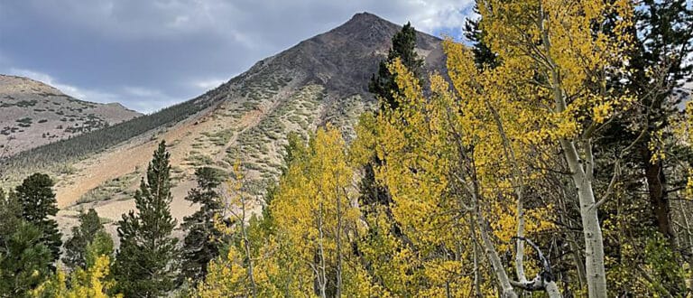 Aspen leaves turning yellow with a mountain peak in the distance.