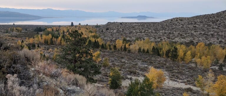 Fall colors in the riparian coridor along Lee Vining Creek with Mono Lake in the distance.