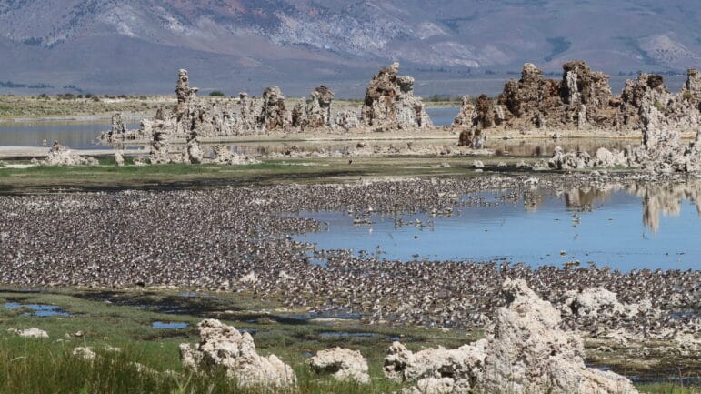 Hundreds of small birds line the shoreline with tufa scattered all around, the water reflects blue.