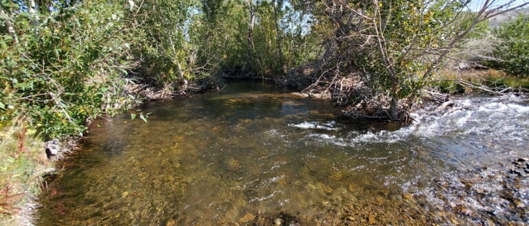 Clear water flowing in a small creek with willows on the shore.