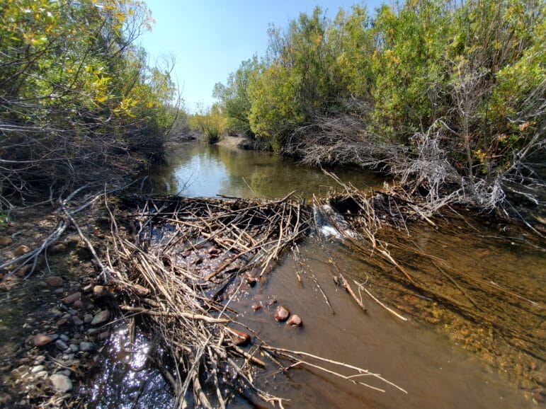 Evidence of beavers at work in a small creek lined by willows.