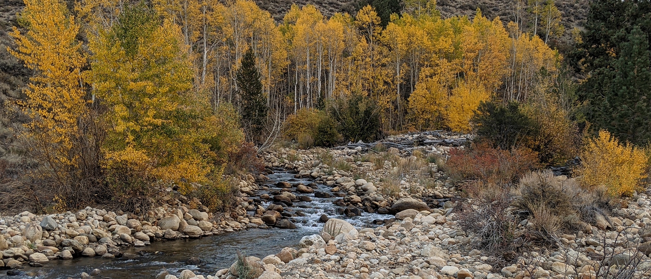 Yellow fall colored aspen trees along a creek.