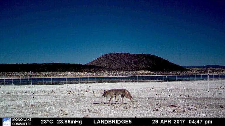 Coyote moving along a portable electric fence on the shore of Mono Lake with Negit Island in the background.