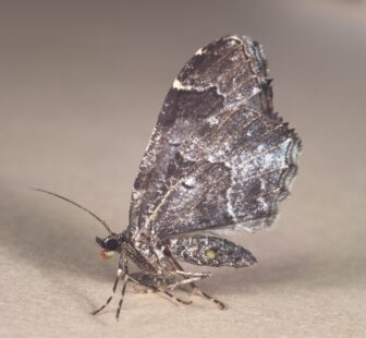 Noctuidae cf.