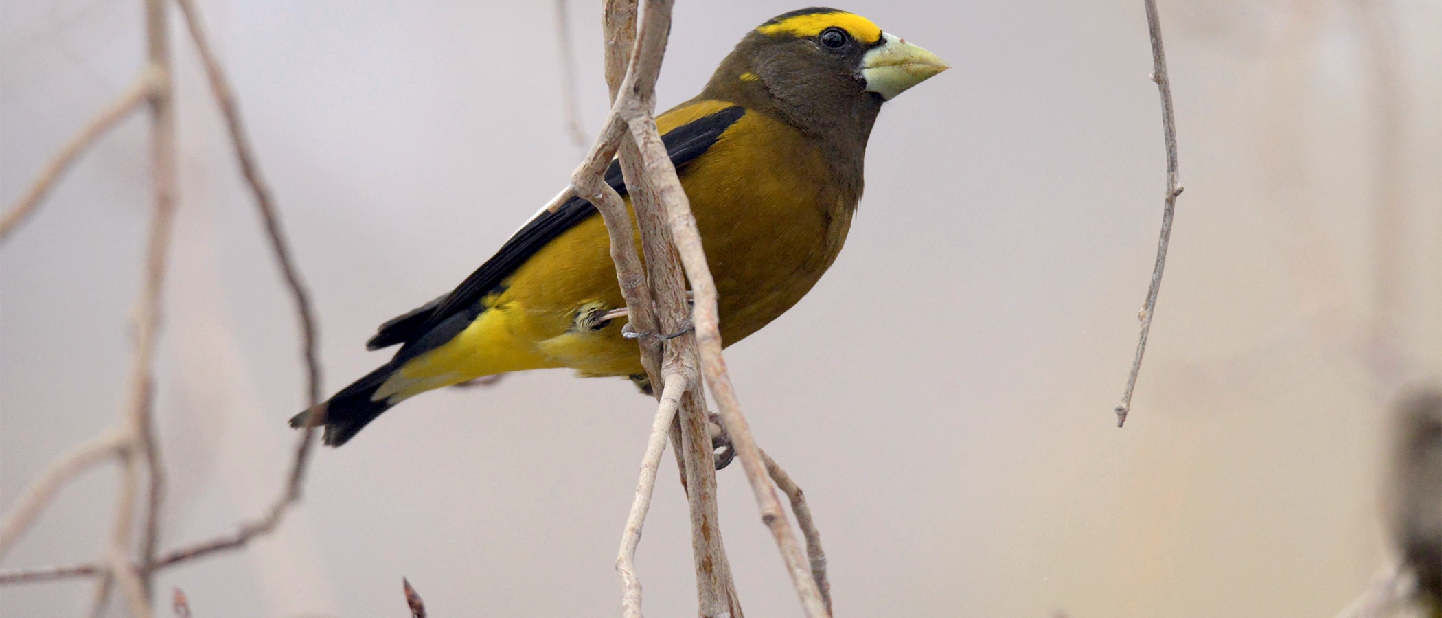 Male Evening Grosbeak perched on thin branches against a faded gray background.