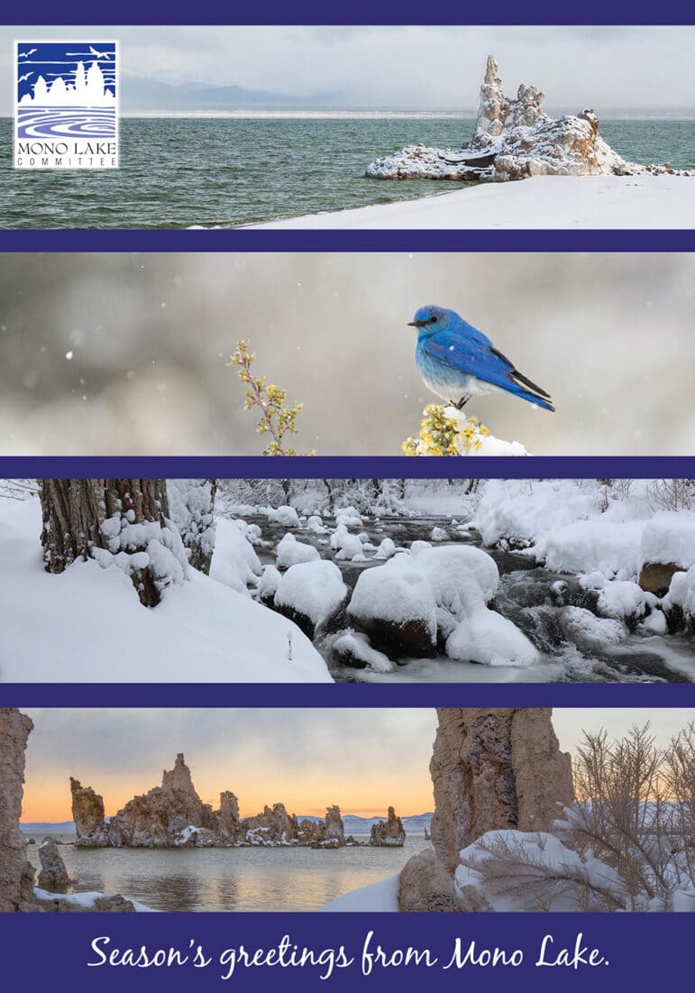 Snow covered shore of Mono Lake with tufa and low clouds; Mountain Bluebird perched on bitterbrush in falling snow; snow and ice covered rocks in a mountain stream; snow covered tufa on the shore of mono lake with pink skies on the horizon.