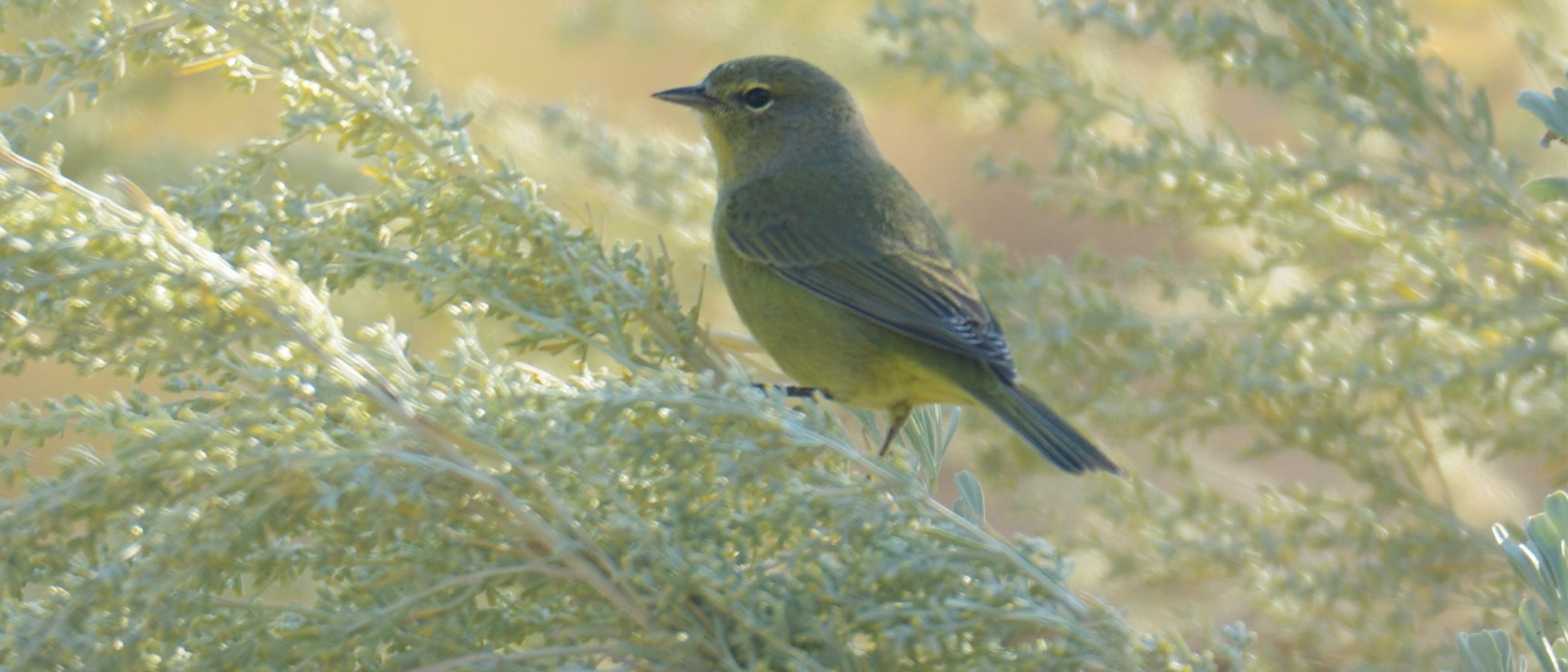 Orange-crowned Warbler perched on sagebrush.