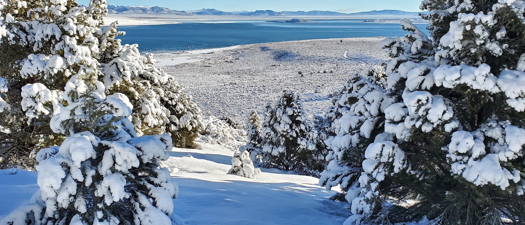 Snow covered piñon pine with a snow dusted landscape with both of Mono Lake's islands in the distance.