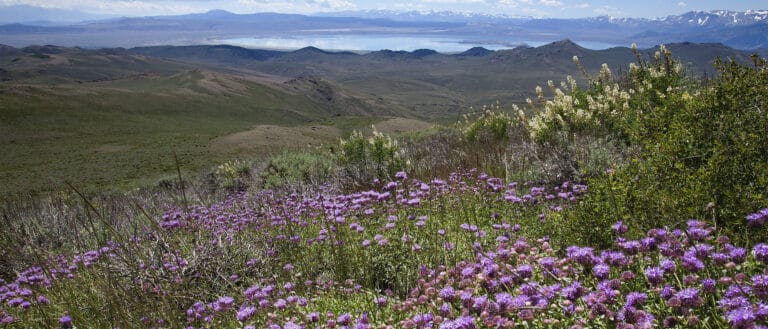 Purple and white flowers dot a grassy slope looking down toward a distant lake and mountains with traces of snow.