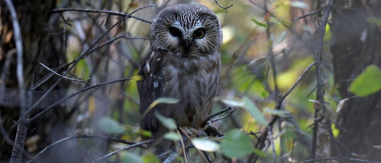 A small brown streaked owl perches surrounded by branches and leaves.