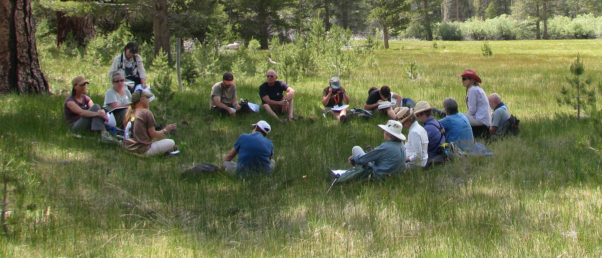 Fifteen people sit in a grassy meadow in the shade of a large pine tree, small trees dot the meadow in the sun.