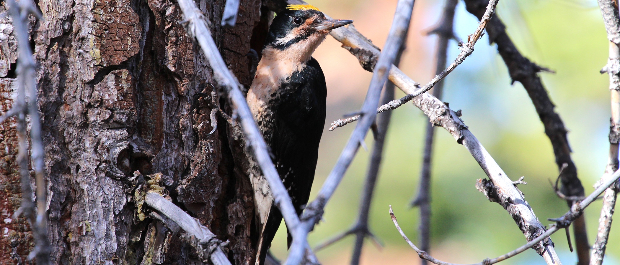 A black woodpecker with tawny breast and face markings hangs to bark of a tree trunk visibile behind a mess of smaller branches.