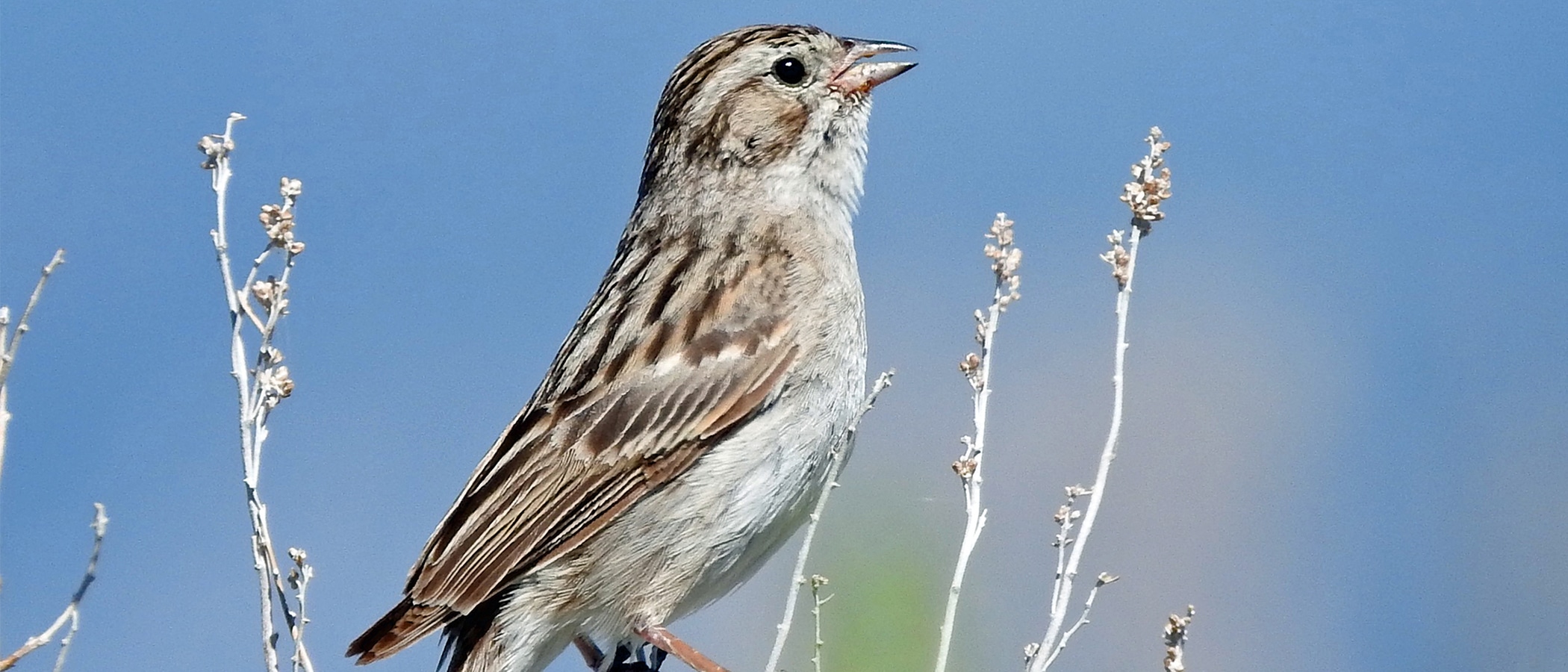 A brown and gray bird perched in small twigs, the background is blue.