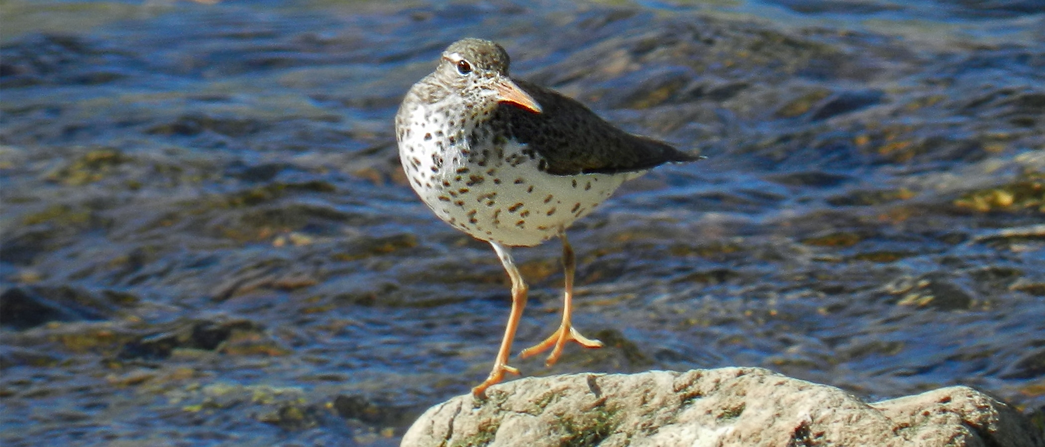 A brown and white bird with orange bill and feet stands on a rock in front of water.