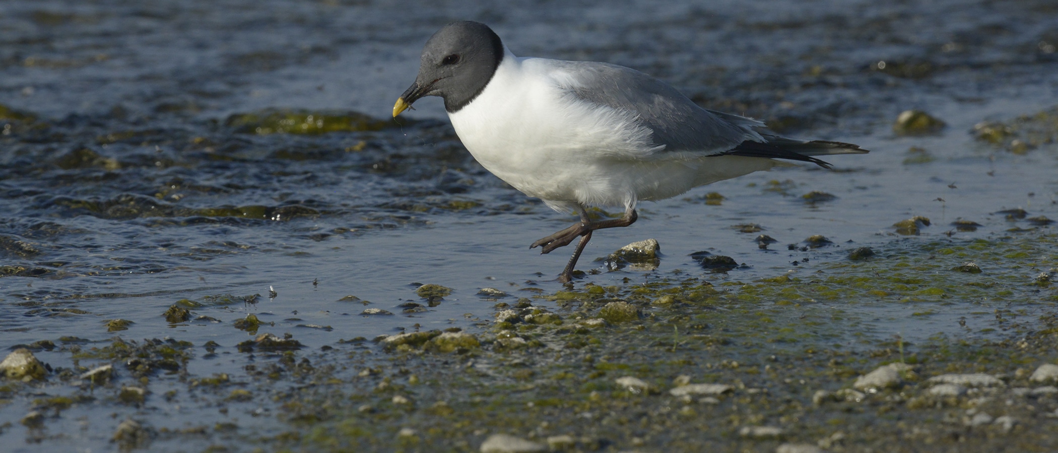 A gray and white bird with a black head and yellow tip of bill wades in shallow water.