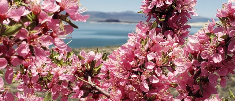 Close up of bright pink flowers clustered on the branches of a shrub, through a gap of the flowers you can see blue water and darker hills.