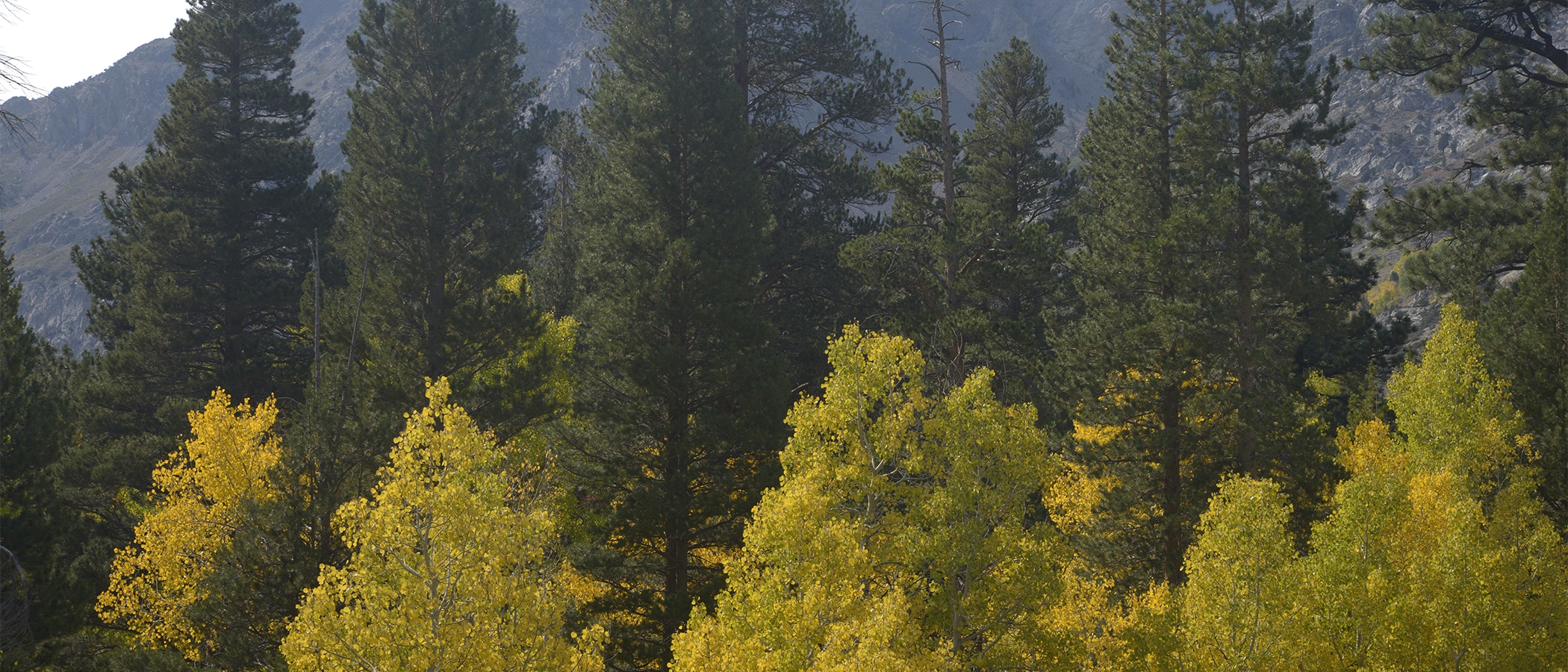 Yellow aspen and green pine trees fill the frame, a mountainside is visible behind the pines.