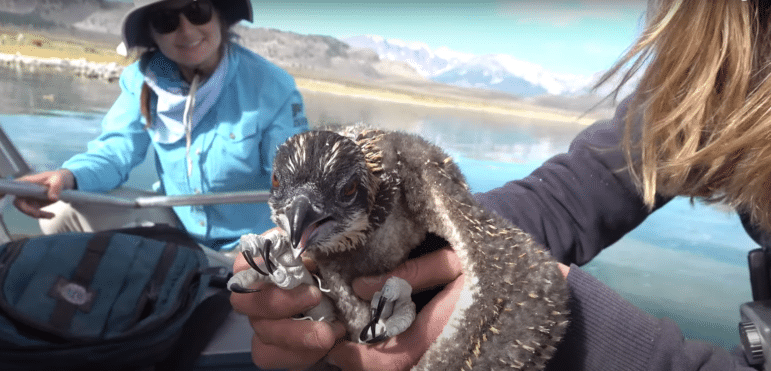 A brown and white bird with red eyes and talons is held in a persons hand, in the background is a person in a blue shirt and a glassy looking water surface with mountains and snow in the distance.