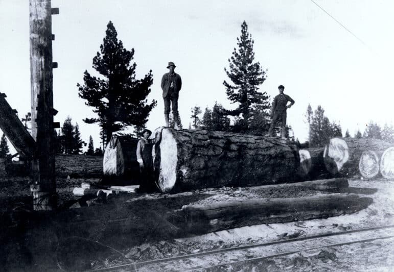 Black and white historical photograph of three people standing on or next to felled Jeffrey pine trees with diameters as tall as the people.