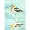 American Avocet Overholtz Card