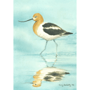 American Avocet Overholtz Card