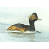 Eared Grebe Overholtz Card