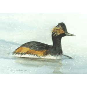 Eared Grebe Overholtz Card