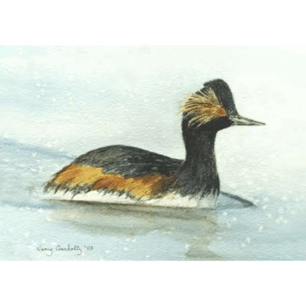 Eared Grebe Overholtz Card