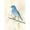 Mountain Bluebird Overholtz Card