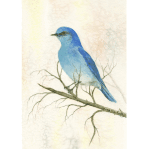 Mountain Bluebird Overholtz Card