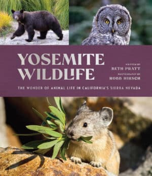 Yosemite Wildlife: The Wonder of Animal Life in California’s Sierra Nevada